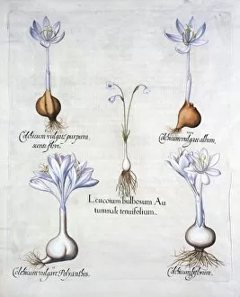 Bulbs Gallery: Autumn Snowflake and Meadow Saffrons, from Hortus Eystettensis, by Basil Besler (1561-1629)
