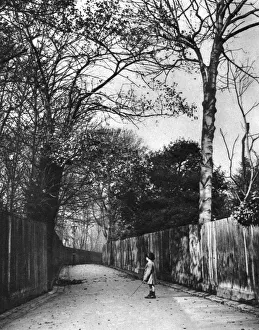 Autumnal Gallery: Autumn time in Holland Walk, London, 1926-1927.Artist: McLeish