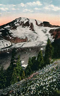 Mount Rainier Prints: Avalanche Lilies, growing on Mount Rainier, c1916. Artist: Asahel Curtis