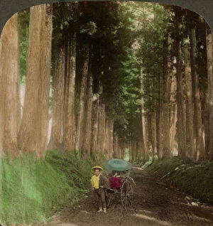 Images Dated 15th January 2008: An avenue of cryptomeria (cedar) trees, Nikko, Japan, 1896.Artist: Underwood & Underwood