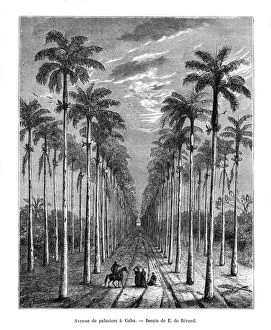 Avenue of palm trees, Cuba, 19th century. Artist: E de Berard