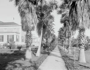 Trail Prints: An Avenue of palms, Miami, Fla. c.between 1910 and 1920. Creator: Unknown