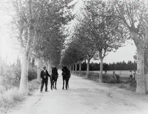 Provence France Prints: An avenue of plane trees, 1925. Creator: Frances Benjamin Johnston