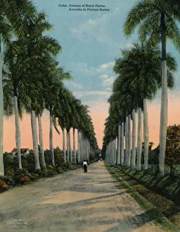 Straight Prints: Avenue of royal palms, Cuba, c1920