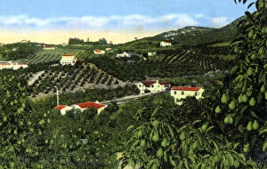 Images Dated 7th March 2008: Avocado groves, San Diego, California, USA, c1900s