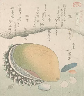 Shells Gallery: Awabi (Ear-Shell) and Various Shells, 19th century. Creator: Totoya Hokkei