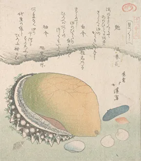 Kyosai Prints: Awabi (Ear-Shell) and Various Shells, 19th century. Creator: Totoya Hokkei