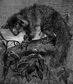 The aye-aye, recently added to the Zoological Society's collection, Regent's Park, 1862. Creator: Pearson