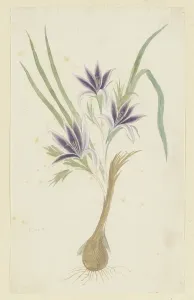 Fragrant Prints: Babiana sambucina (Jacq.) Ker Gawl