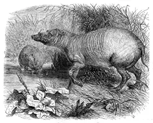Pearson Prints: The Babirussa, recently added to the Zoological Society's Gardens
