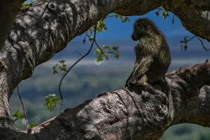 Sunlit Collection: Baboon Watch. Creator: Viet Chu