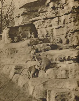 Enclosure Prints: Baboons in their Natural Surroundings on the Monkey Hill, c1935. Creator: Unknown