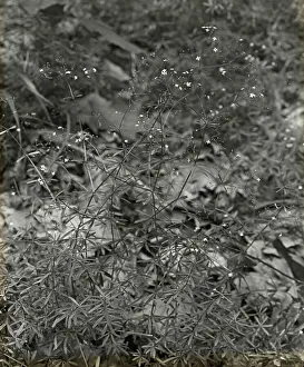 Lantern Slides 1910 1940 Gmgpc Prints: Baby Breath (gypsophilia), between 1915 and 1935. Creator: Frances Benjamin Johnston
