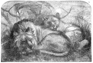 Pearson Prints: Babylonian Lions just received at the Gardens of the Zoological Society