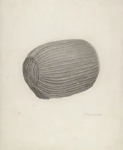 Richard Whitaker Prints: Baby's Bonnet, c. 1939. Creator: Richard Whitaker