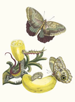 Botanical Illustration Gallery: Baccores. From the Book Metamorphosis insectorum Surinamensium, 1705