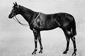 Bailey Prints: Bachelors Double, 1911