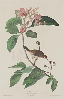 Finch Prints: Bachmans Finch, 1833. Creator: Robert Havell