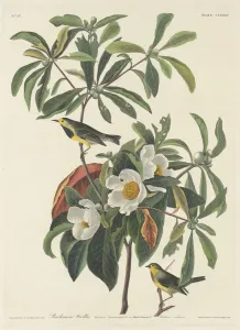 Robert Havell Prints: Bachmans Warbler, 1834. Creator: Robert Havell