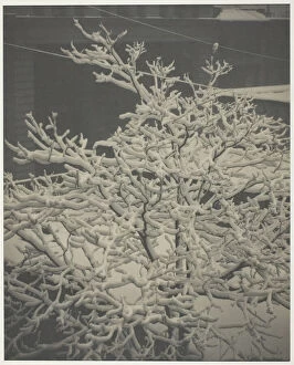 Back Yard Gallery: From the Back-Window '291'Snow-Covered Tree, Back-Yard, 1915