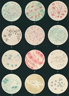 Bacteria, c19th century