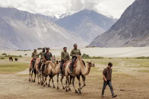 Ladakh Asia Prints: Bactrian Camels, Nubra Valley, Hunder Sand Dune