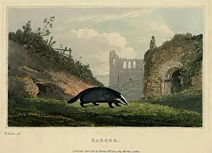 1821 Prints: Badger, 1821. Creator: Newton Smith Limbird Fielding