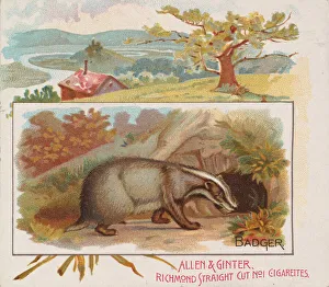 Badger Prints: Badger, from Quadrupeds series (N41) for Allen & Ginter Cigarettes, 1890