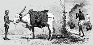 Baggage-animal, India; Black Bear shooting in the Himalayas, 1875. Creator: G. Beste