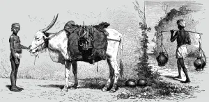 Horns Prints: Baggage-animal, India; Black Bear shooting in the Himalayas, 1875. Creator: G. Beste