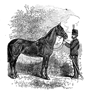 Regimental Prints: The Balaclava Mare, presented to Her Majesty, 1873. Creator: Unknown