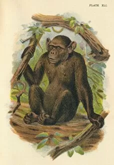 R Bowdler Sharpe Gallery: The Bald Chimpanzee, 1897. Artist: Henry Ogg Forbes
