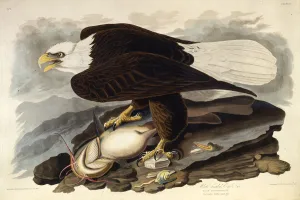The bald eagle. From The Birds of America, 1827-1838. Creator: Audubon