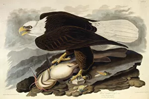 Audubon Gallery: The bald eagle. From The Birds of America, 1827-1838. Creator: Audubon