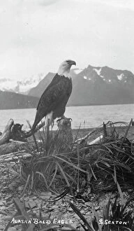 Snowcapped Collection: Bald eagle, between c1900 and c1930. Creator:s Sexton