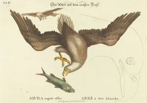 Seeligmann Johann Michael Prints: The Bald Eagle (Falco leucocephalus)