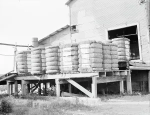 Raw Materials Prints: Bales of cotton on gin platform, Robstown, Texas, 1936. Creator: Dorothea Lange