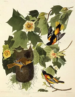 Audubon Gallery: The Baltimore oriole. From The Birds of America, 1827-1838. Creator: Audubon