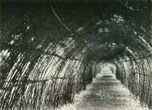 British Government In India Gallery: Bamboo Avenue at Barrackpore, 1904, (1925). Creator: Unknown