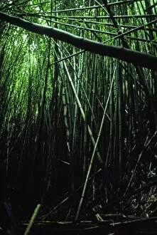 Shaded Gallery: Bamboo Forest. Creator: Robert Manno
