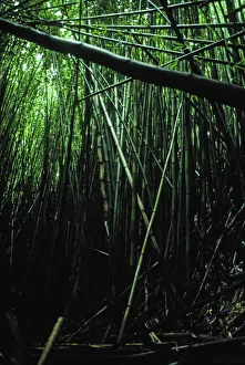 Bamboo Gallery: Bamboo Forest. Creator: Robert Manno