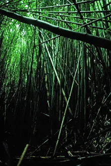 Undergrowth Prints: Bamboo Forest. Creator: Robert Manno