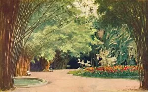 Alured Gray Gallery: A Bamboo Grove - Botanical Gardens, 1914. Artist: Edgar L Pattison