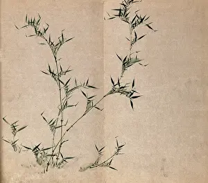Stem Prints: A bamboo plant: leafy stems, c19th century. Creator: Unknown
