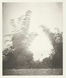 Collotype Gallery: Bamboos at Baksa, Formosa, c. 1868. Creator: John Thomson