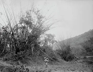 Temasopa Prints: Bamboos on the Temasopa [sic], between 1880 and 1897. Creator: William H. Jackson