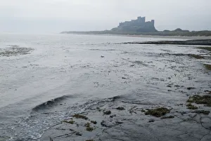 Bamburgh Prints: Bamburgh Castle, 2006. Creator: Ethel Davies