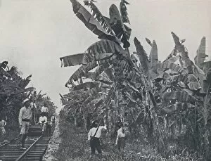 Plantation Worker Gallery: Banana Plantation, 1924