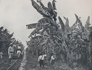 Adam Charles Black Prints: Banana Plantation, 1924