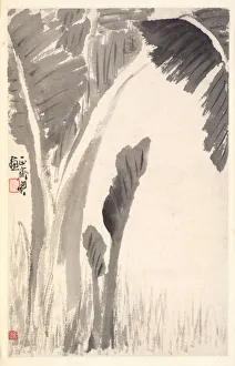 1730 After 1788 Prints: Banana Plants, 1788. Creator: Min Zhen (Chinese, 1730-after 1788)